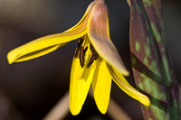 Yellow Trout Lily 2
