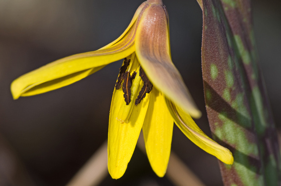 Yellow Trout Lily 2