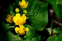 Marsh Marigold 3