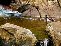 Tischer Creek Ducks