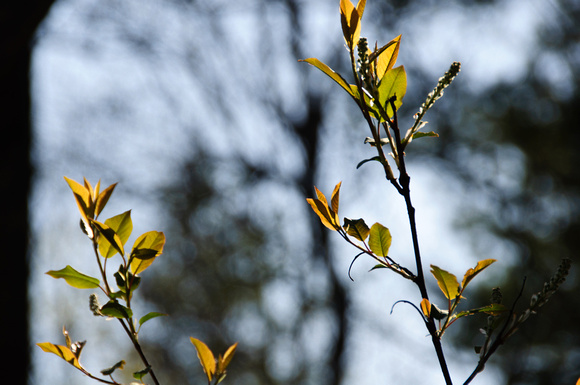 Tree buds 4