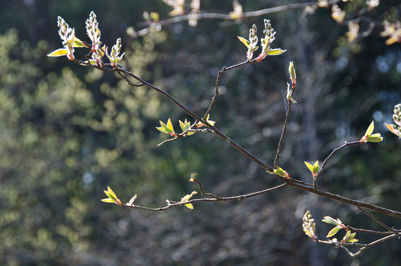 Tree buds 2