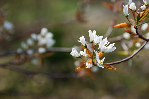 Tree Blooms 1