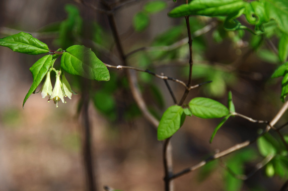 Berry Blooms