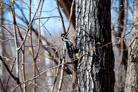 Spring Woodkpecker