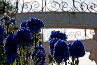 Rose Garden Blue Fowers