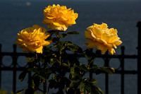 Rose Garden Yellow Roses