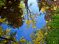 Tischer Creek reflections