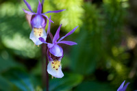 Calypso Orchid 2