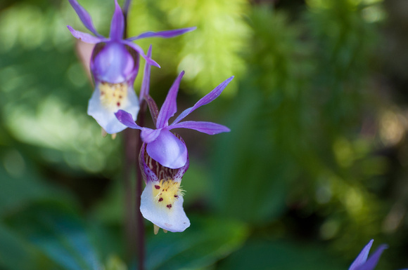 Calypso Orchid 2
