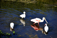 Roseate Spoonbill, Snowy Egret, Ibis