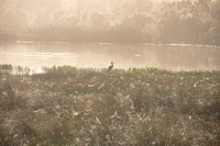 Great Blue Heron in morning mist