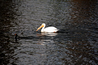 White Pelican and gallinule