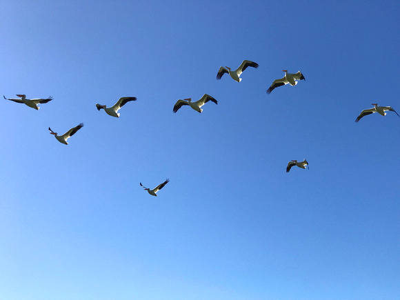 White Pelicans in flight