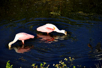 Roseate Spoonbill  male and female