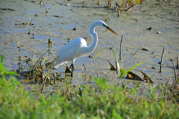 Great Egret 2