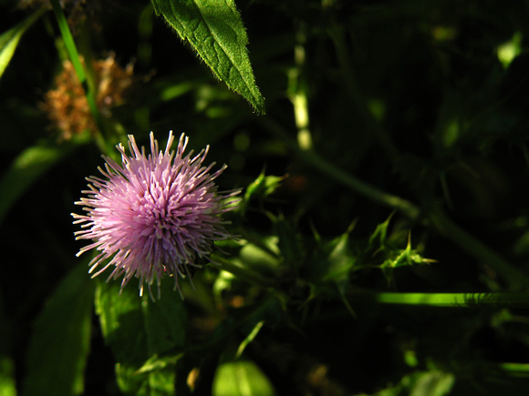 Canadian Thistle 1