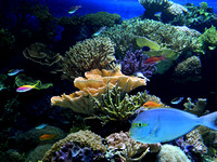Coral Reef Fish 2