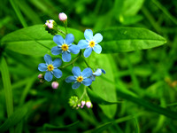 Forget me nots 1