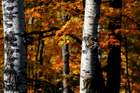 Birch Fall Color