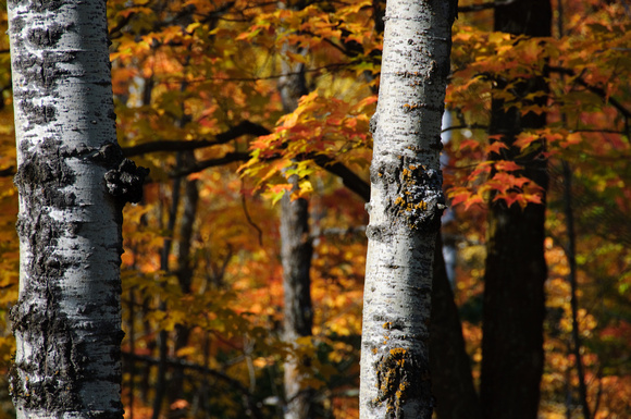 Birch Fall Color