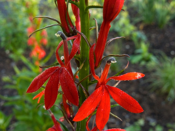Cardinal Flower 2