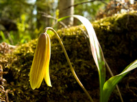 Yellow Trout Lily 1