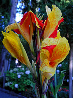 Fantastic Flower