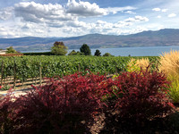 Quail Gates Winery 1
