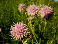 Canadian Thistle 2