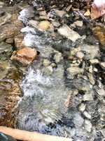 Johnston Creek 2