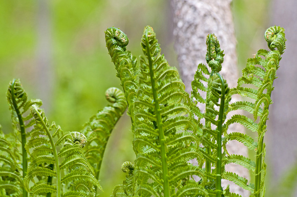 Ostrich Ferns