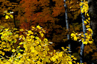 Hill Side Fall Color 2