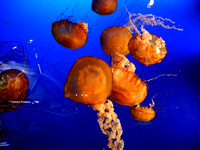 Jelly Fish 2