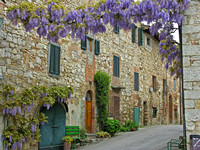 Castle de Fontertoli Wisteria