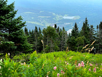 Stowe Area