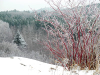 Frosty Forest 3
