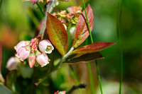 Bear Berry 2