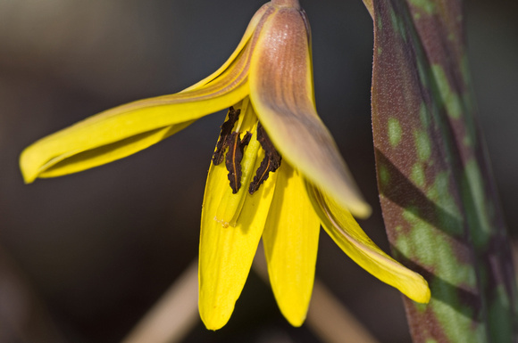 Yellow Trout Lily 3
