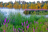 Park Point Flowers