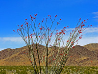 Flowering Ocotilla Cactus #1