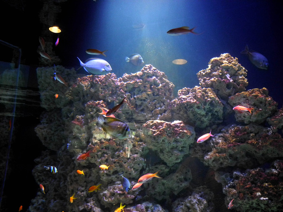 Coral Reef Fish