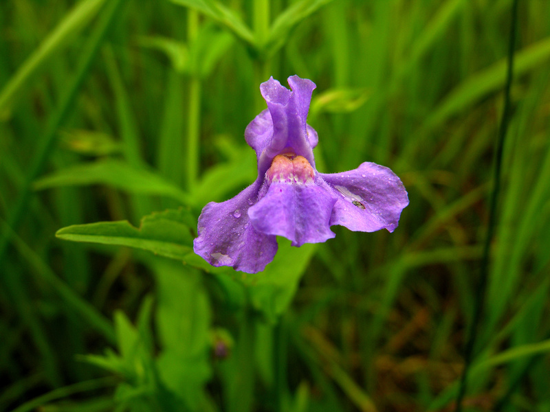 Zenfolio | Northwoods Photography | Purple Wildflowers Of Western Lake ...