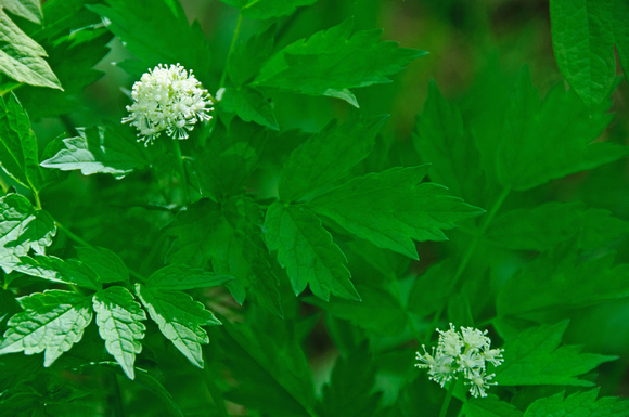 White Baneberry 1