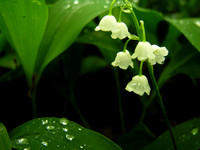 Lily of the Valley 1