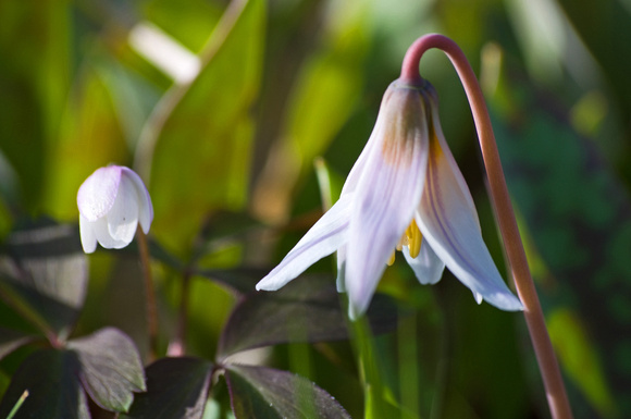 White Trout Lily 1