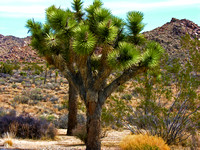 Joshua Tree #1