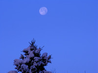 Winter Moon