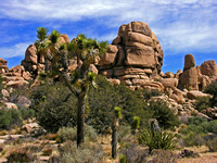 Joshua Tree #3