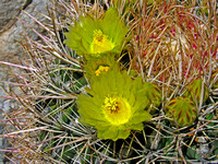 Prickley Pear Cactus Flower